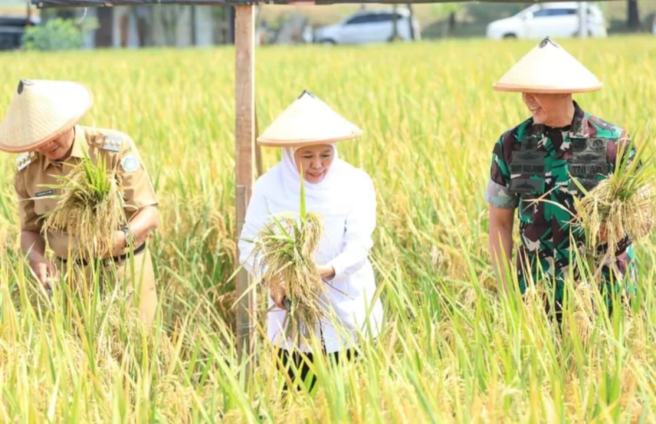 Gubernur Khofifah panen raya di wilayah Kodim 018/Lamongan