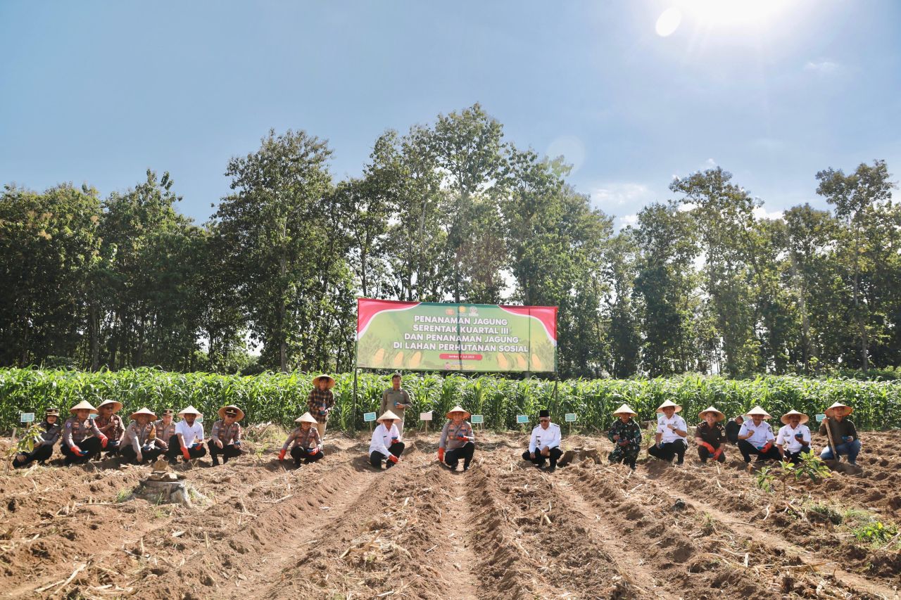 Penanaman Jagung Serentak Kuartal III di Jember, Dorong Pemanfaatan Lahan Perhutanan Sosial