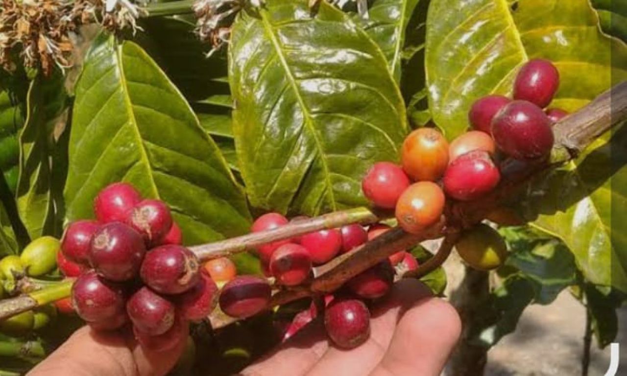 Bibit Kopi Robusta dan Arabica Banyak Dikembangkan Petani Lereng Gunung Slamet Pemalang
