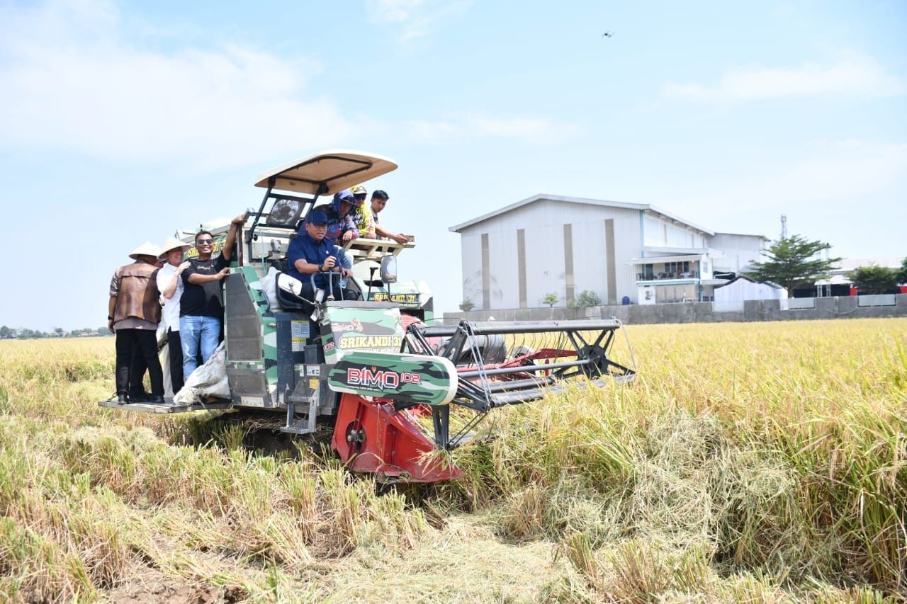 Hari Tani Nasional Bupati Eman Panen Padi, Majalengka Surplus