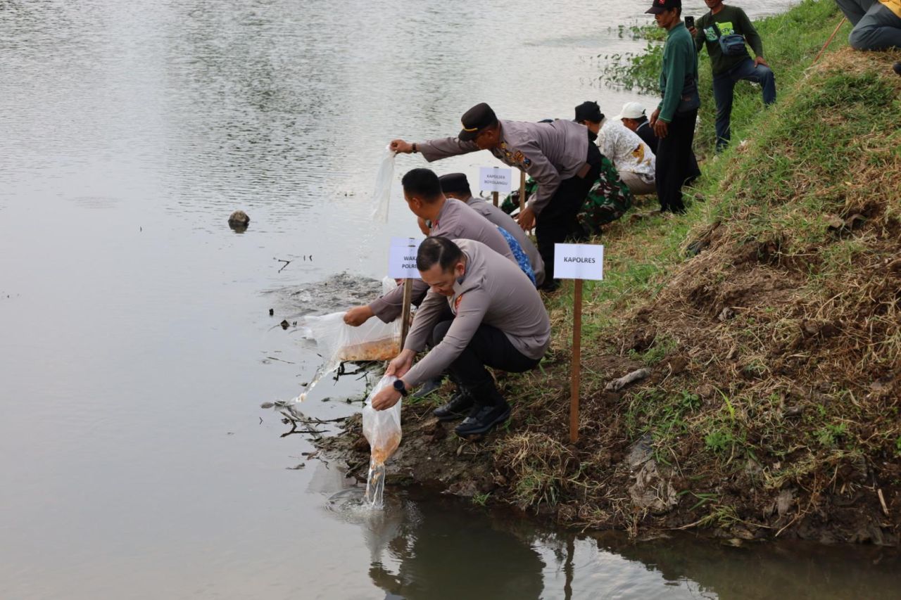 Penaburan benih ikan tombro di bantaran sungai Ngoro