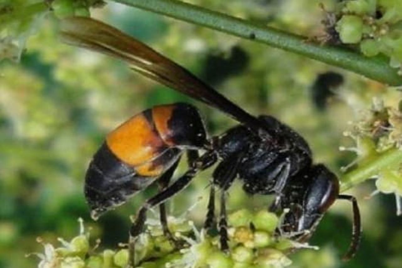 Seorang Kakek Meninggal Terkena Sengatan Tawon Vespa