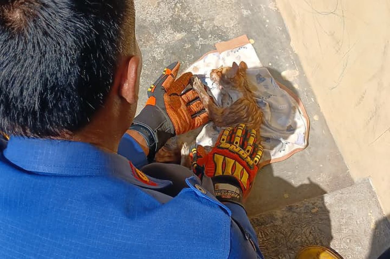 Kucing Malang Terjebur Ke Dalam Sumur Selama 3 Hari, Berhasil Diselamatkan
