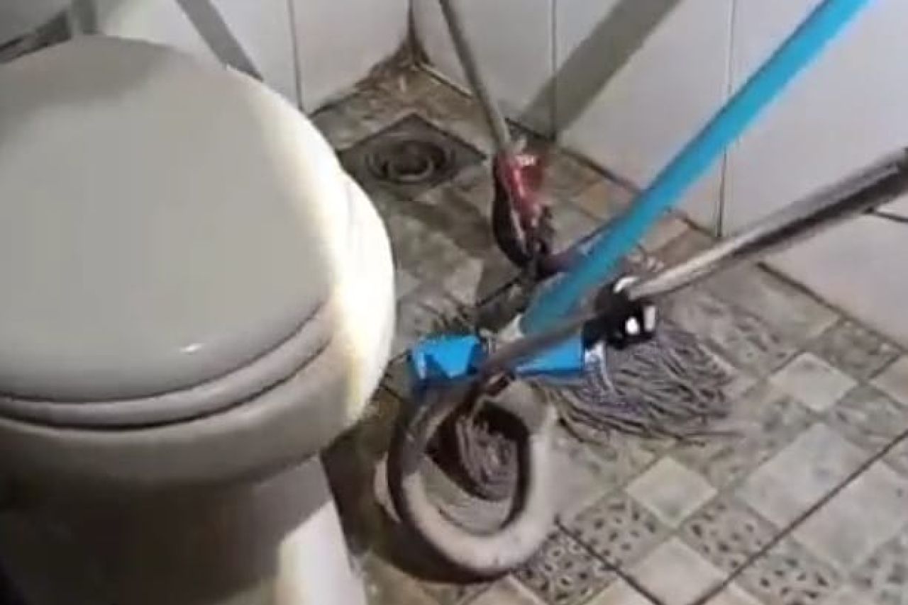 Petugas Damkar saat menjinakkan ular kobra