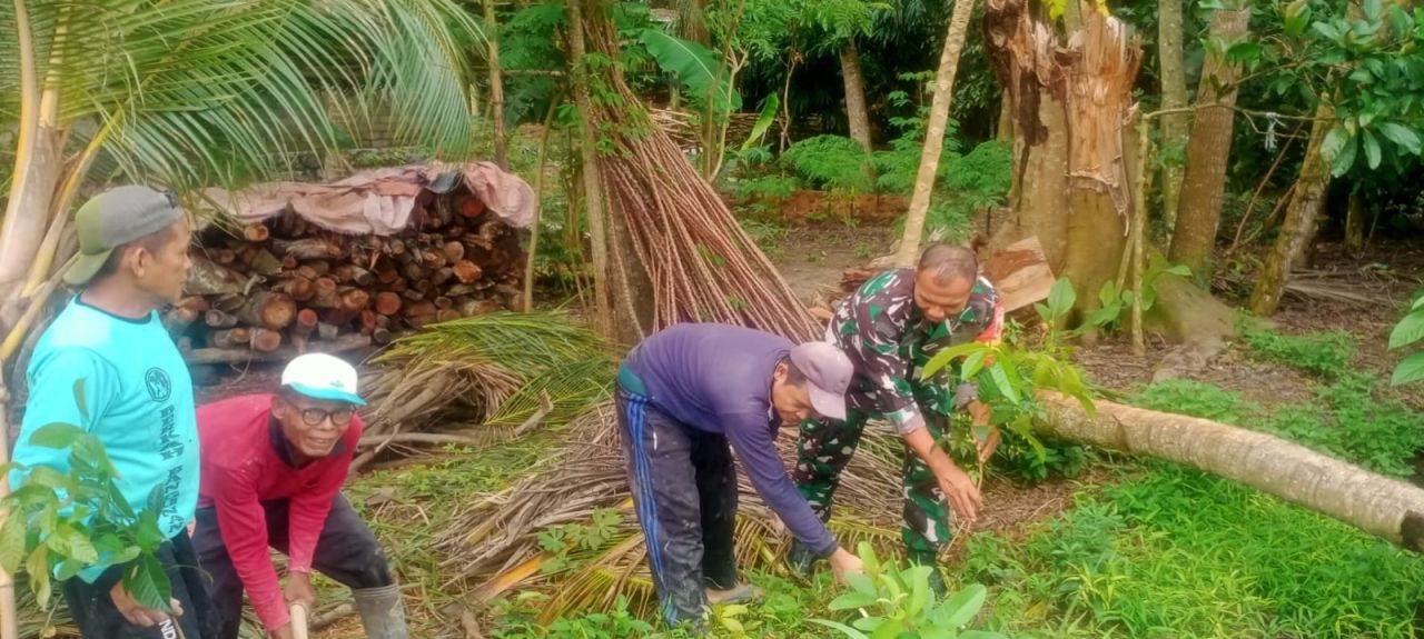 Penanaman Pohon Mahoni