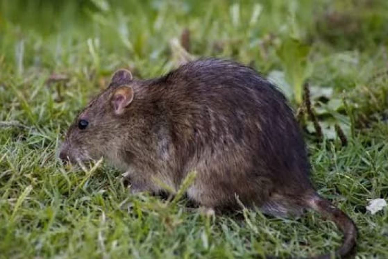 Petani di Pemalang Terancam Gagal Panen Akibat Serangan Hama Tikus