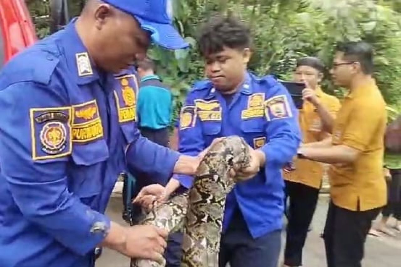 Ular Sanca saat dievakuasi Damkar Pemalang