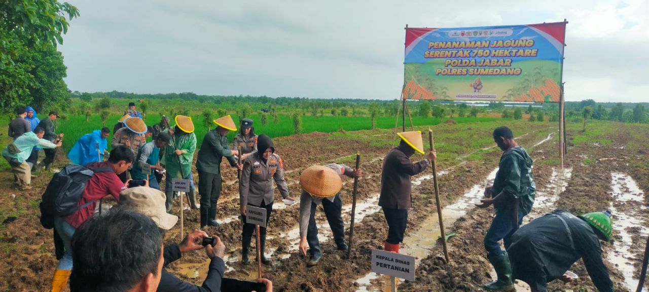 Dukung Ketahanan Pangan Nasional, Polres Sumedang Tanam Jagung Serentak 750 Hektare