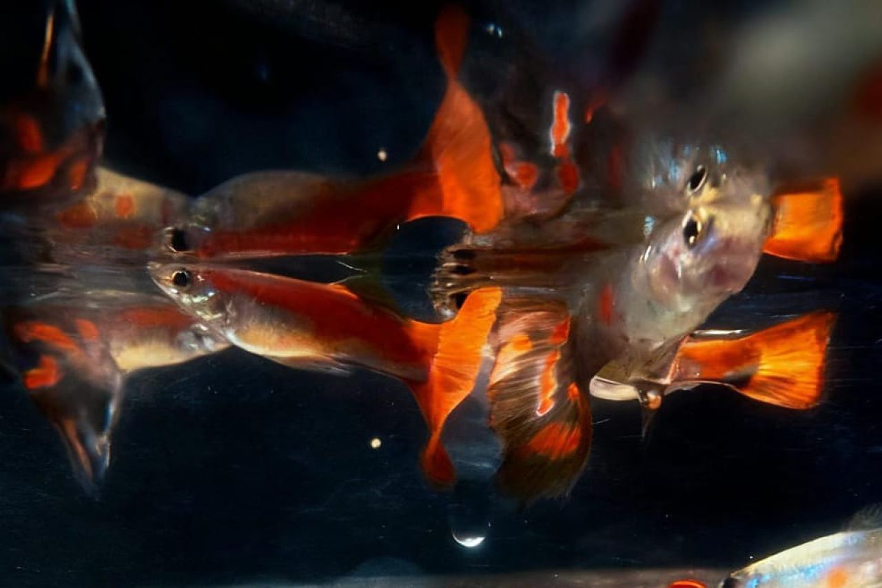 Manfaatkan Lahan Tidur untuk Warga Binaan Kembangkan Budidaya Ikan Hias