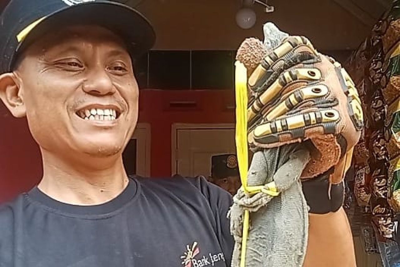 Damkar amankan biawak