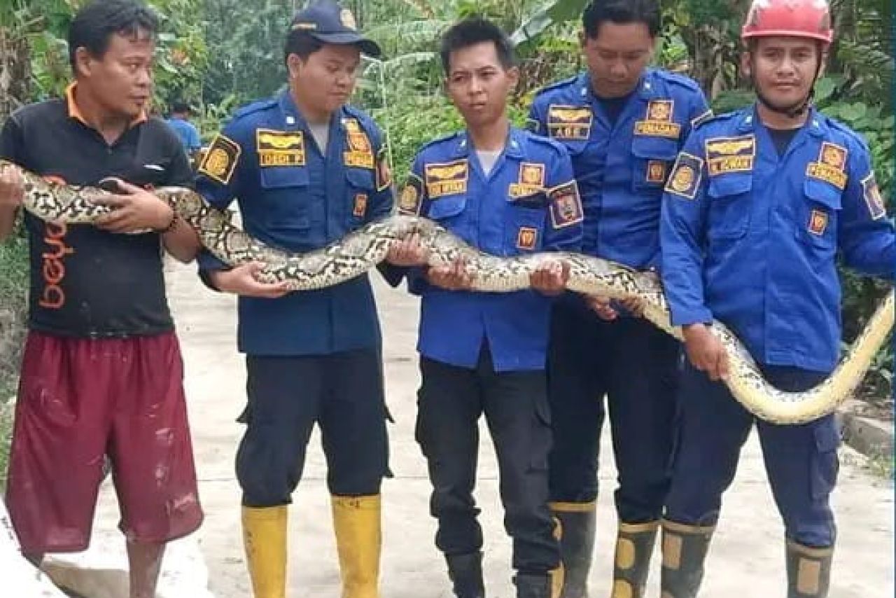 Warga dan petugas amankan Ular sanca