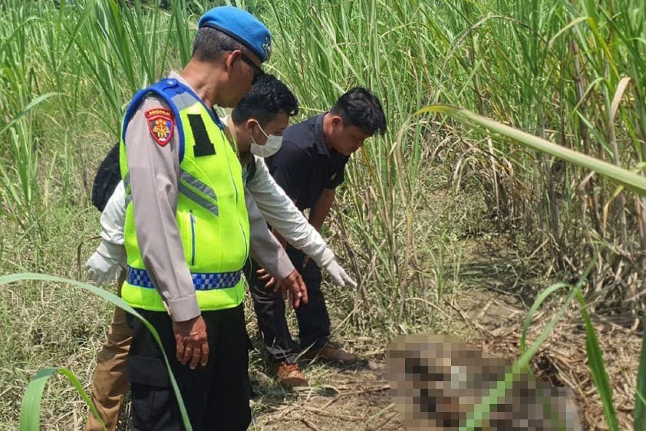 Kerangka Manusia Tanpa Identitas Ditemukan di Lahan Tebu Pemalang