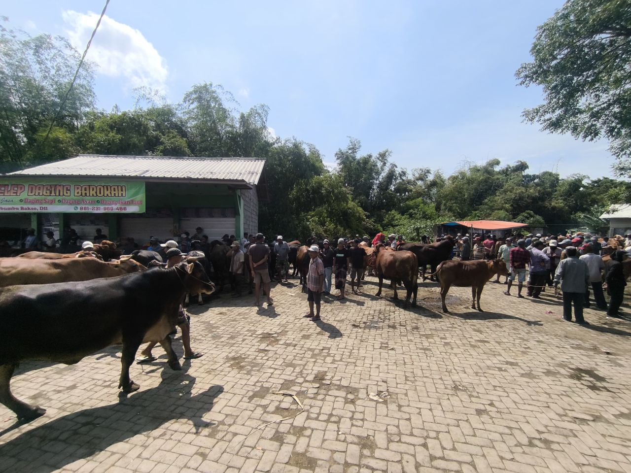 PPSDS Jatim: Stok Sapi Menyusut, Harga Daging Masih Mahal