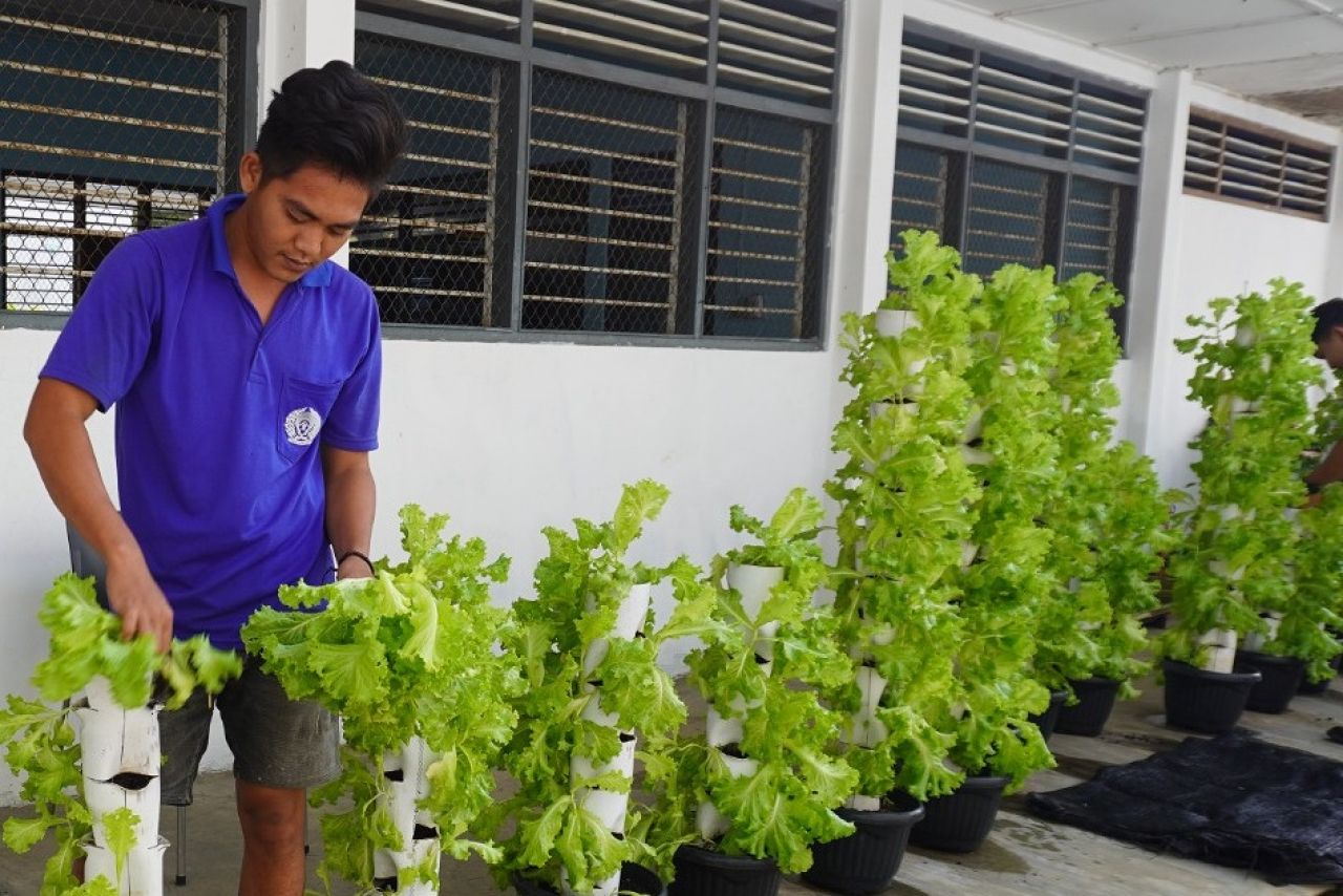 Dukung Ketahanan Pangan, Rutan Pemalang Panen Sayuran Selada
