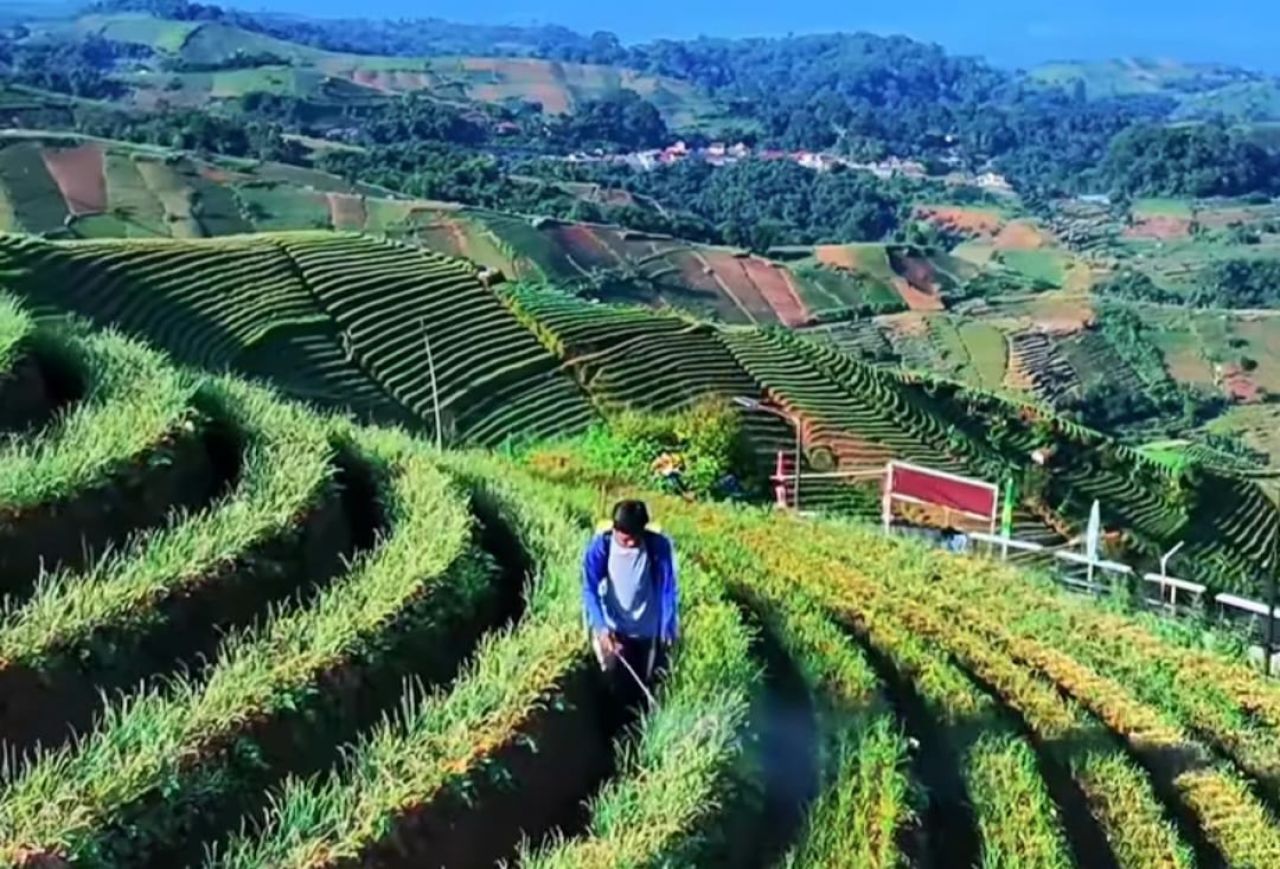 Harga Bawang Merah Rp22 Ribu per Kg, Petani Panyaweuyan Harap Stabil