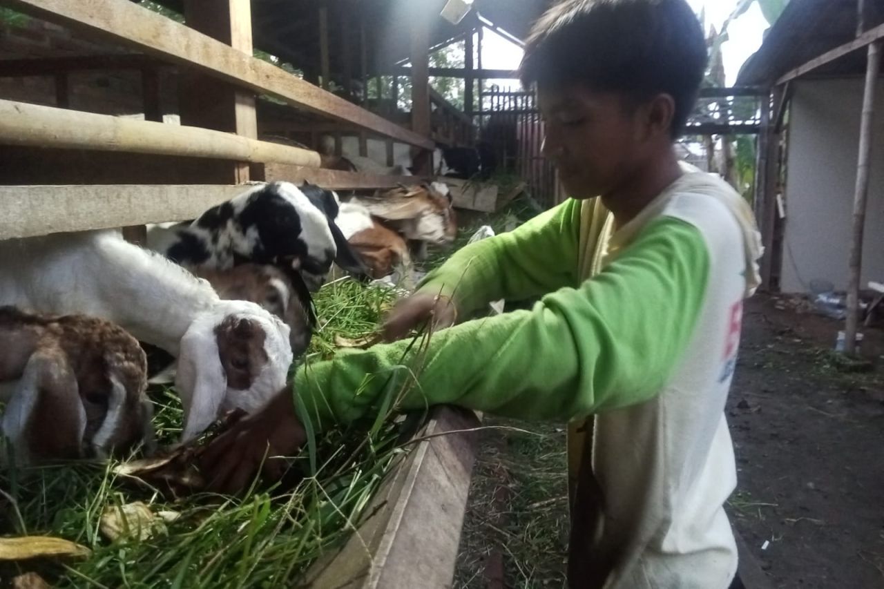 Dari Hobi Jadi Cuan, Remaja 16 Tahun di Pemalang Mampu Pelihara Ratusan Kambing