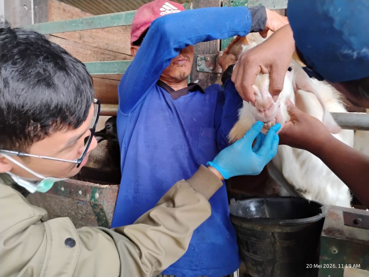 Kawal Kesehatan Hewan Kurban, DKP3 Majalengka Terjunkan Petugas ke 26 Kecamatan