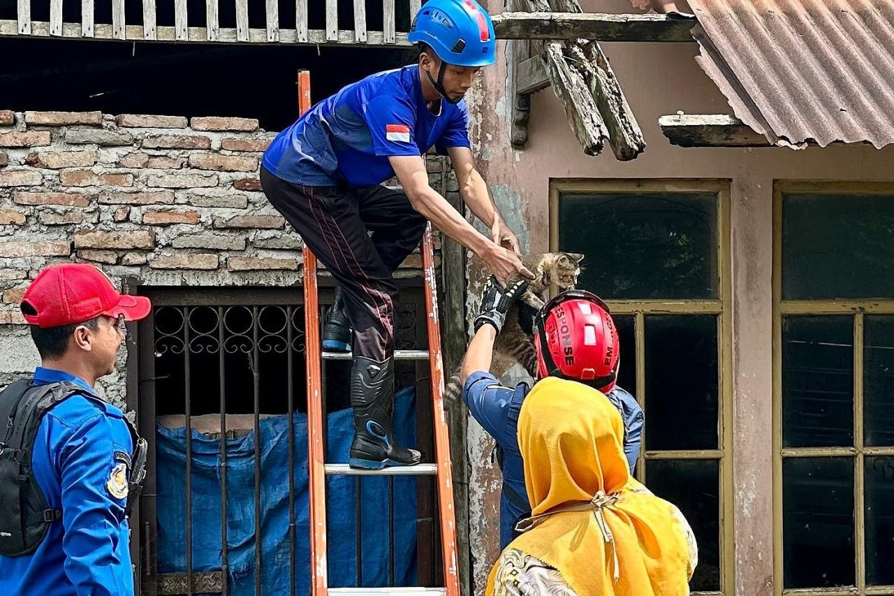 Damkar Pemalang selamatkan anak kucing