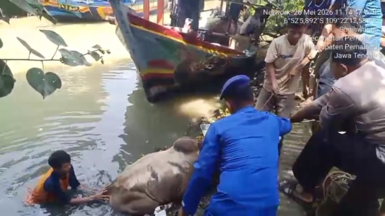 Sapi Kurban Terjun Bebas ke Sungai, Warga Hubungi Call Center 110 Polres Pemalang