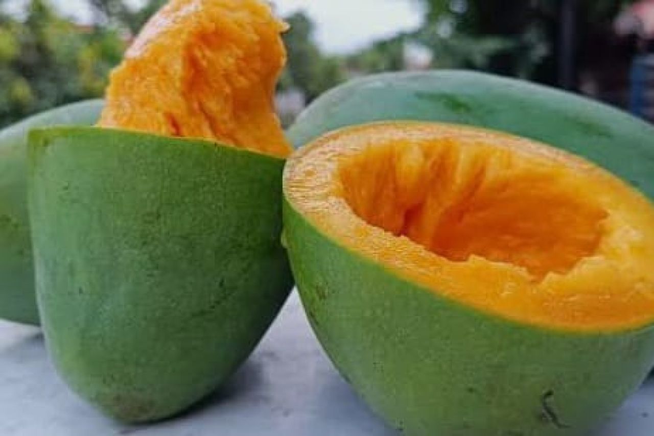 Sensasi Nikmati Mangga Istana Pemalang, Makannya Sambil Diputar