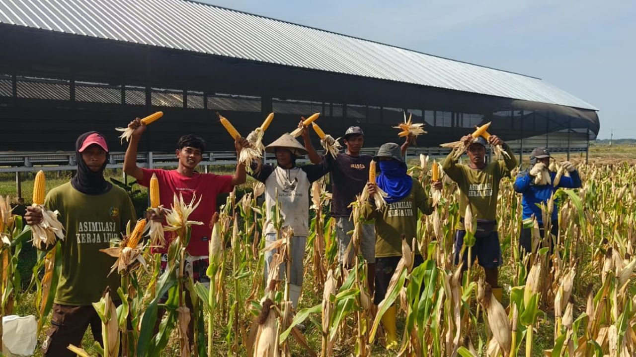 Transformasi Warga Binaan, Lapas Kendal Panen Raya Jagung untuk Kemandirian Pakan Ternak
