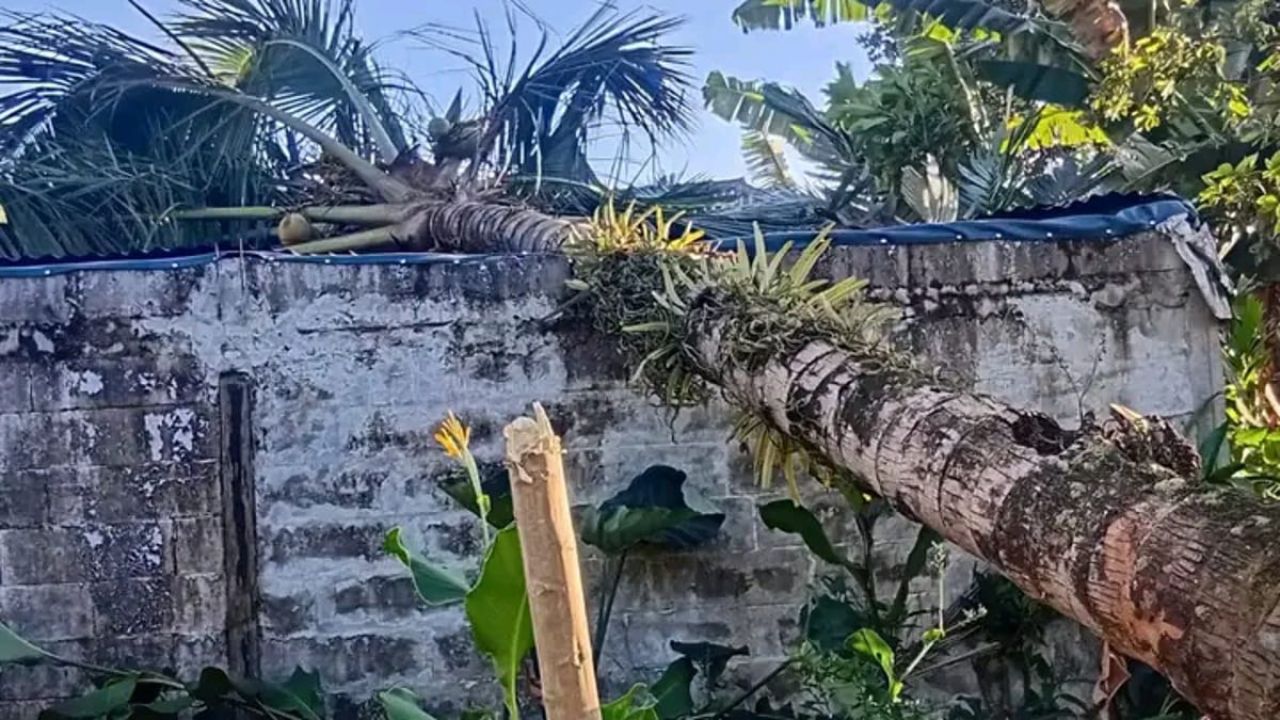 Salah satu rumah warga tertimpa pohon