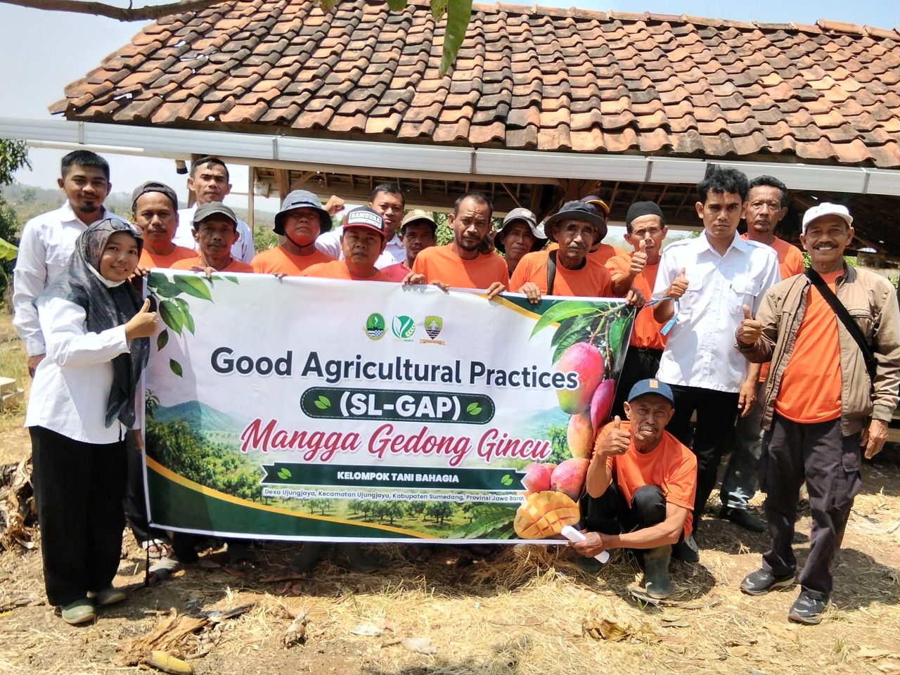 Tingkatkan Produktivitas, Petani Ujungjaya Dalami Budidaya Mangga Gedong Gincu