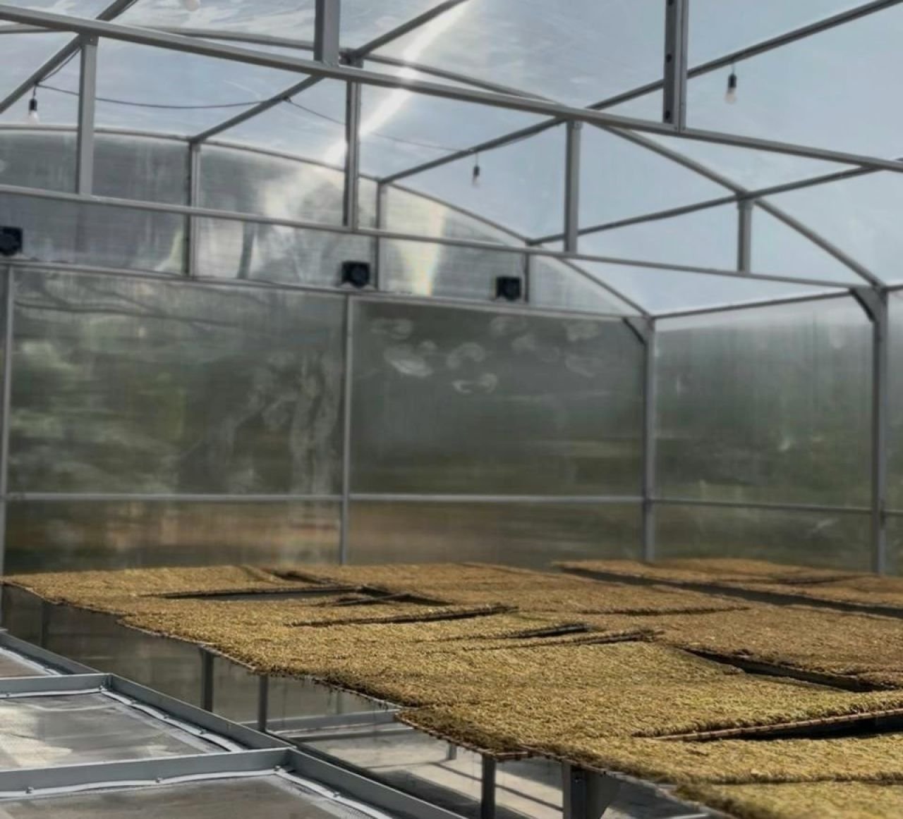 Petani Tembakau Bantarujeg Dapat Solar Dryer Dome dari DBHCHT