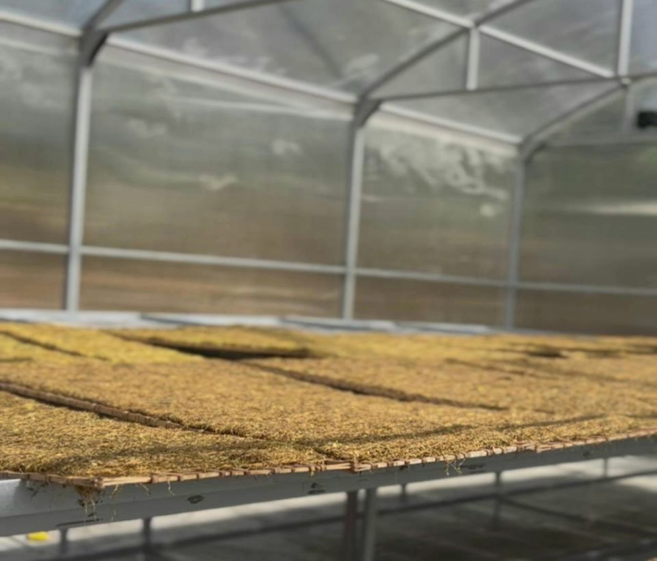 Lahan Tembakau Bantarujeg Capai 582,43 Hektare, Produksi Majalengka 1.022 Ton