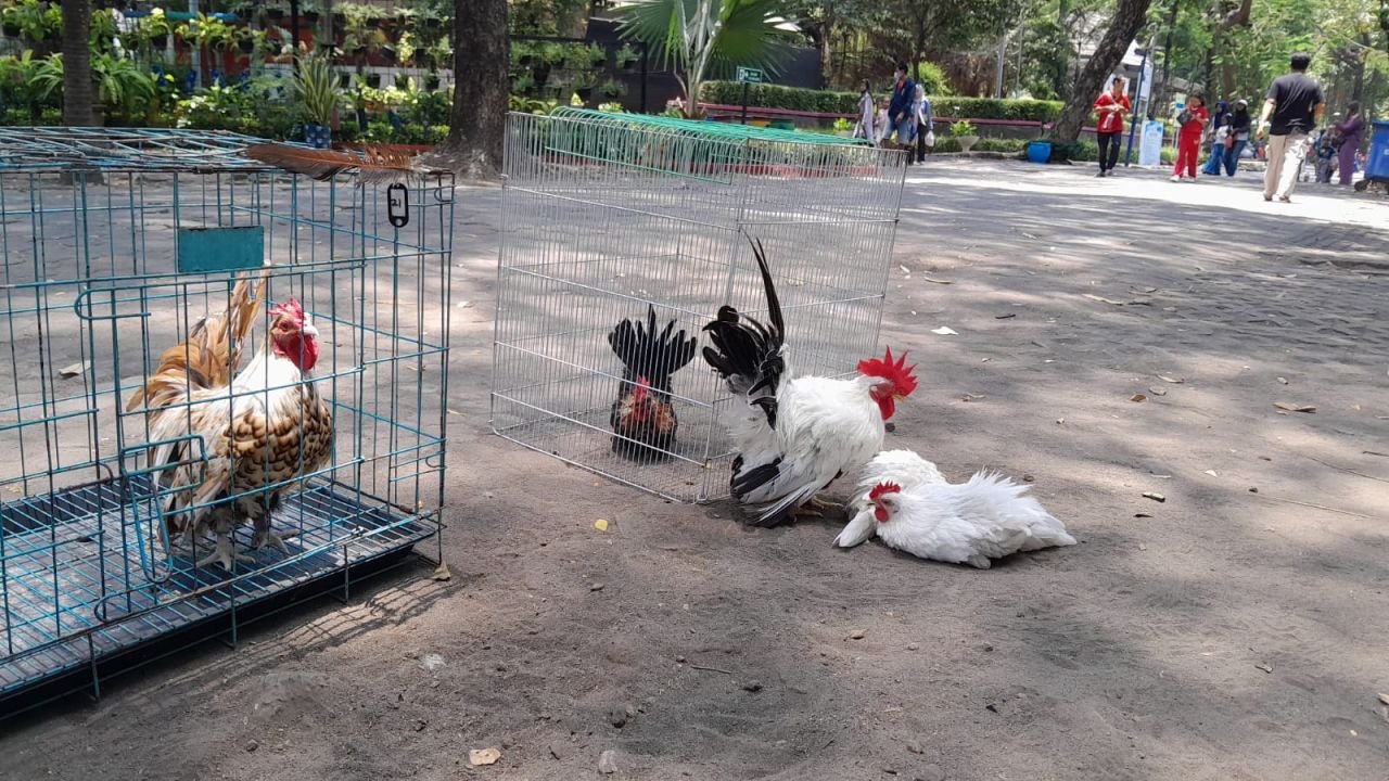 Ayam Kate Cocok Dipelihara di Perkotaan, KATES Ungkap Perawatan dan Potensi Ekonominya